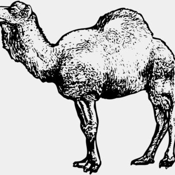 CAMEL001 Thumbnail